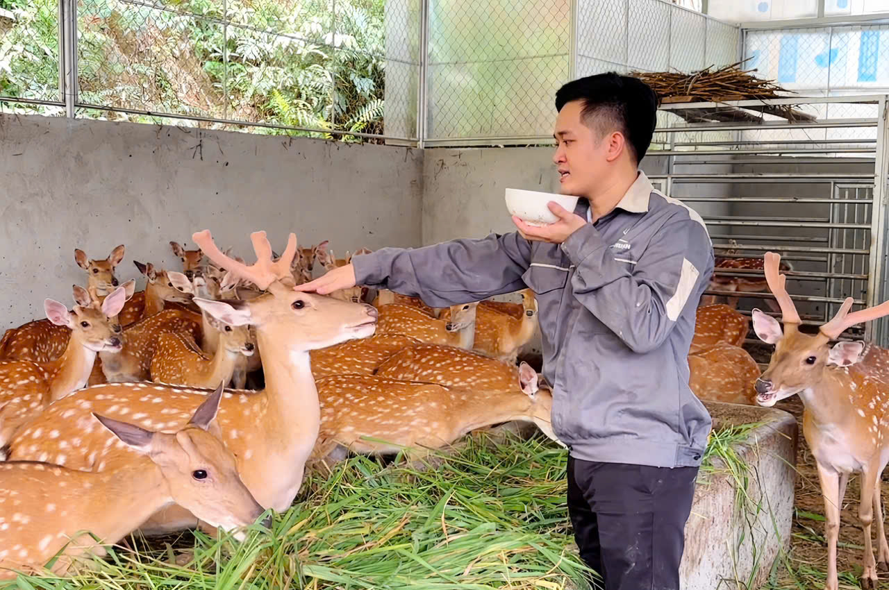 Trang trại hươu sao Nhật Thuận tại Hương Sơn, Hà Tĩnh