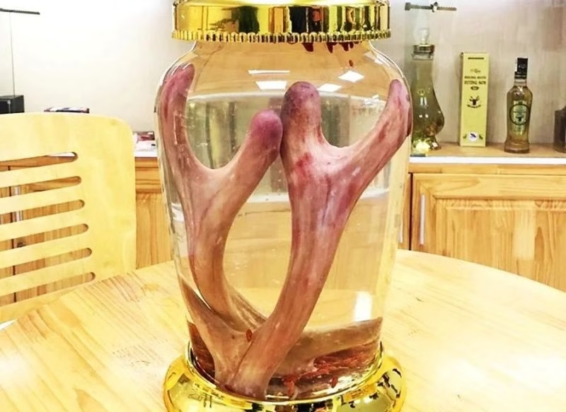 Rượu Nhung Hươu