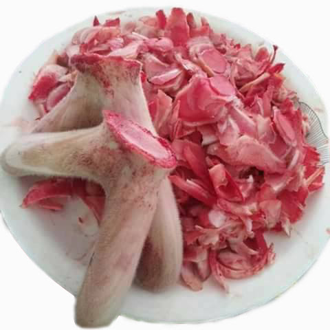 Nhung Hươu Tươi